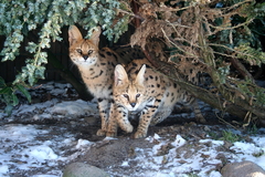 Killikus&reg; Fotographie